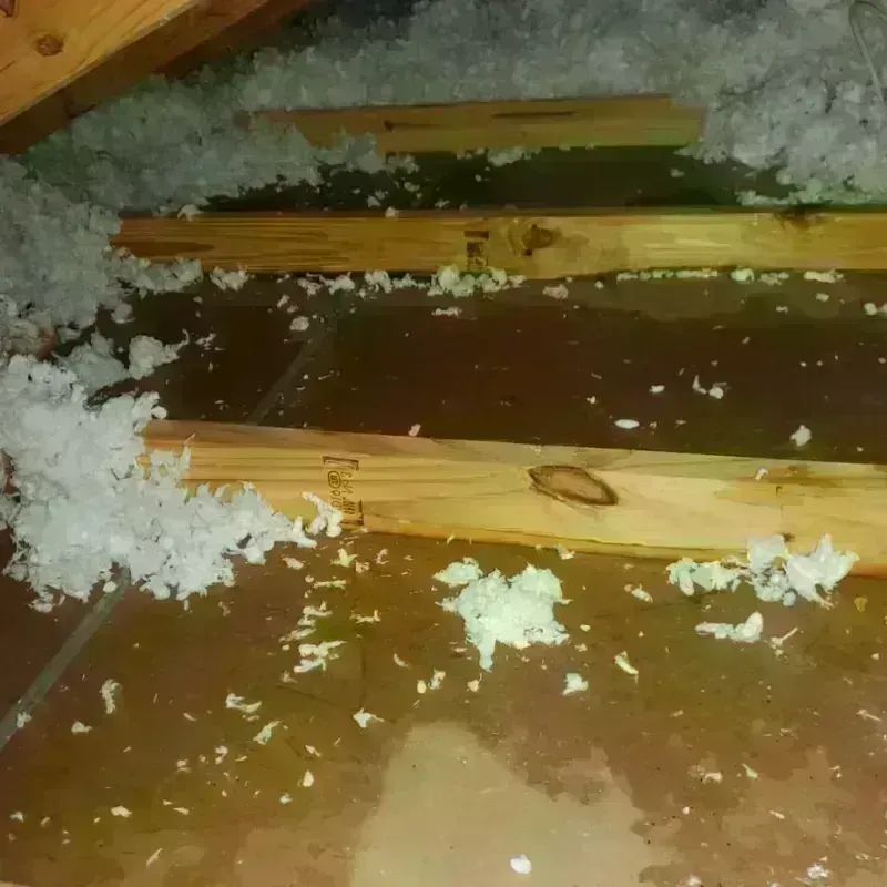 Best Attic Water Damage Service in Putnam County, MO